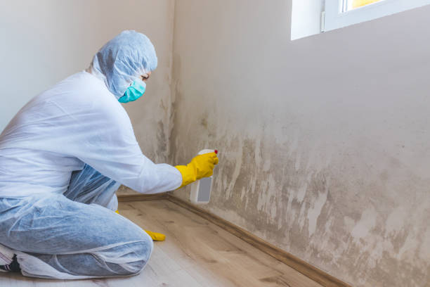 Licensed Mold Remediation service in Waverly, MN - WQB Mold Removal